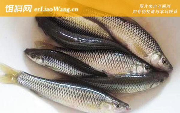 麦穗鱼:常见种类