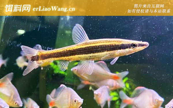 麦穗鱼的种类及图片大全-长麦穗鱼