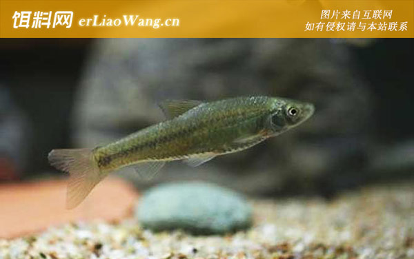 好斗麦穗鱼:好斗麦穗鱼