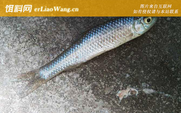 麦穗鱼:生活习性