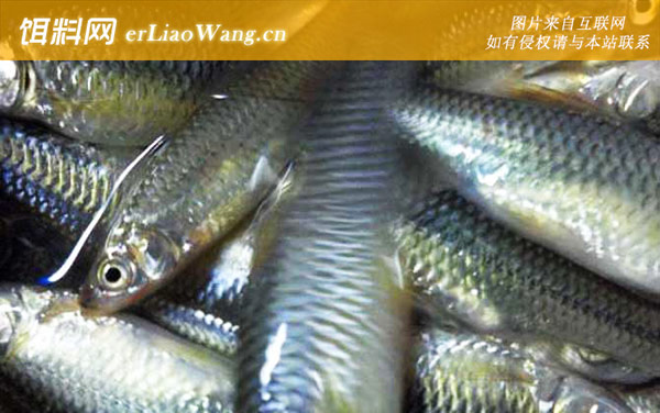 麦穗鱼:自然繁殖