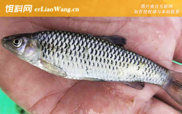 麦穗鱼:常见种类