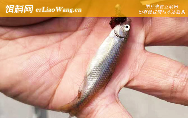 麦穗鱼一年繁殖几次-鱼卵孵化