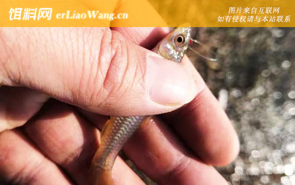 麦穗鱼:生活习性