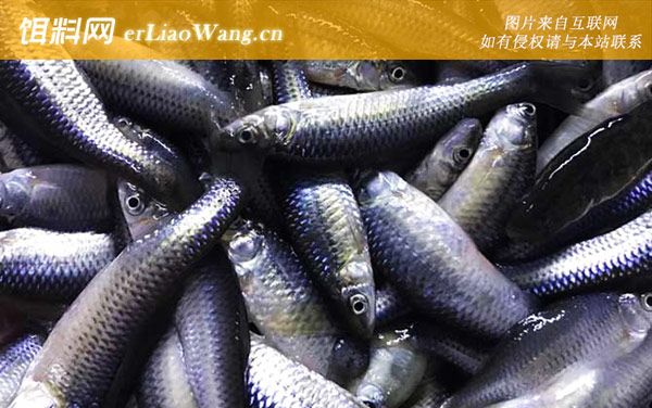 麦穗鱼:摄食习性