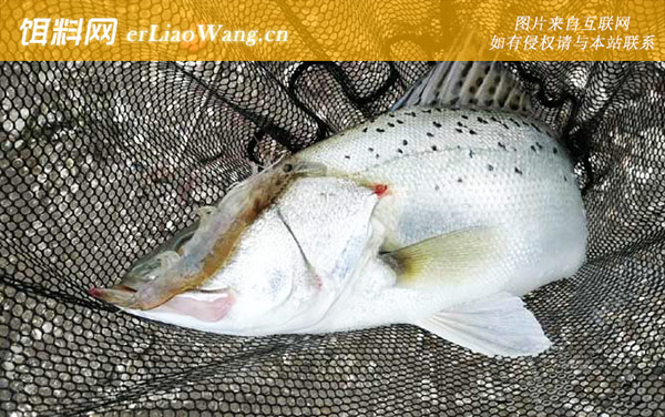 什么鱼吃麦穗鱼-鲈鱼