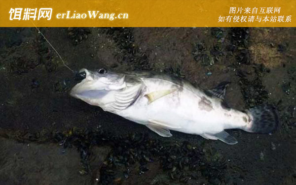 什么鱼吃麦穗鱼-鳜鱼