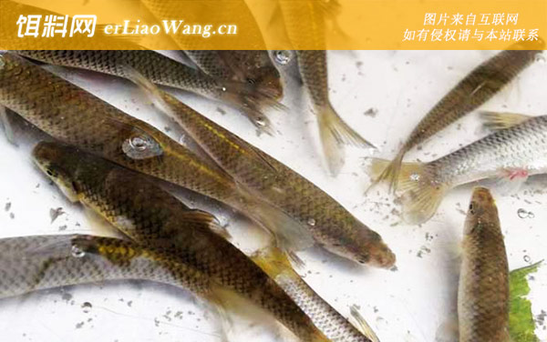 麦穗鱼:摄食习性