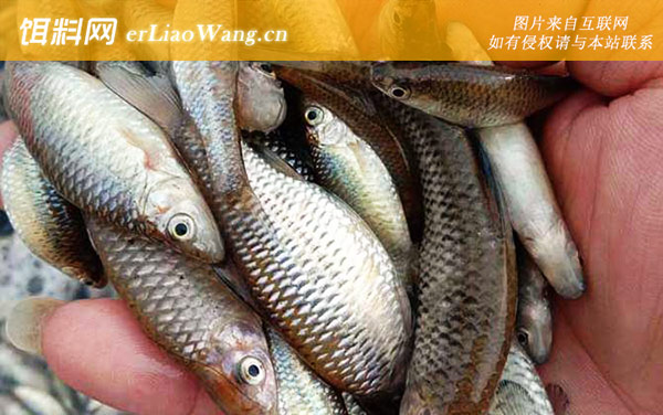 麦穗鱼:鱼苗孵化