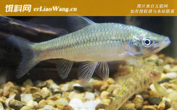 麦穗鱼:分布范围