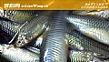 《钓麦穗鱼用什么鱼饵最好?》封面图