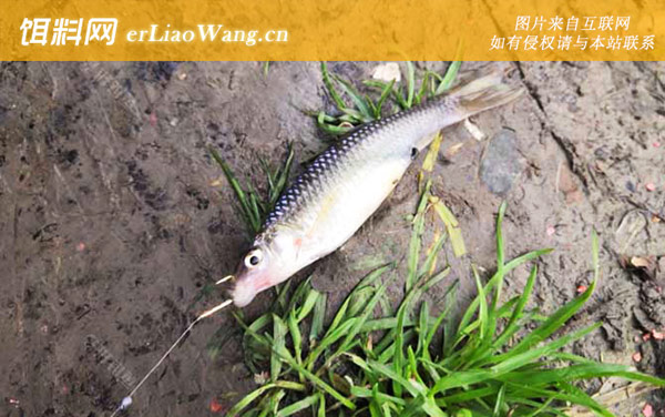 麦穗鱼:商品饵料