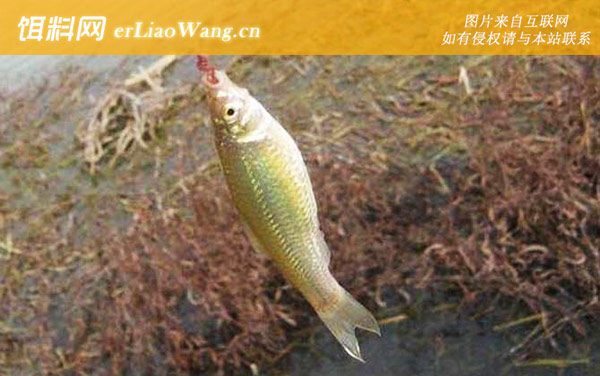 麦穗鱼:调漂技巧