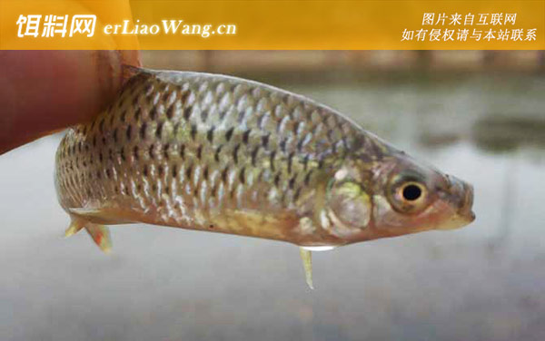 麦穗鱼:摄食习性