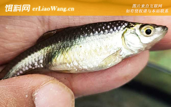 麦穗鱼:开饵方法