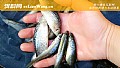 《麦穗鱼用什么饵料放地笼?》封面图