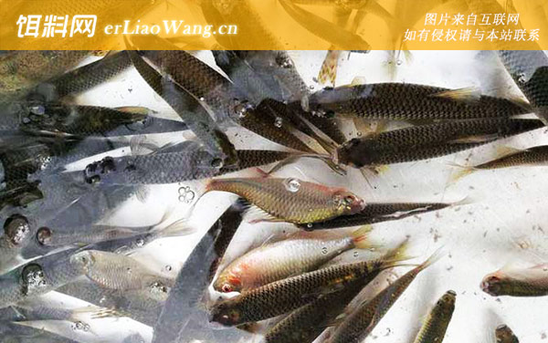 麦穗鱼:自制饵料