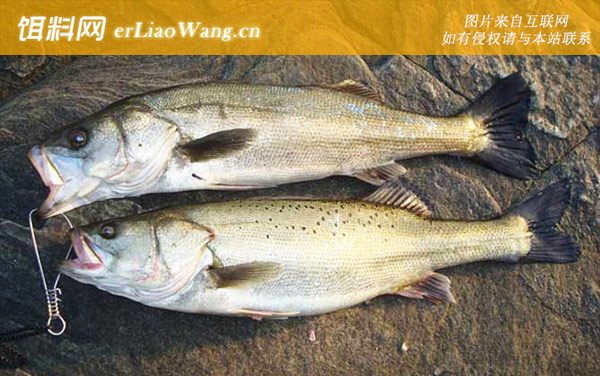 海鲈鱼:分布范围