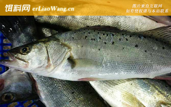 海鲈鱼:生活习性