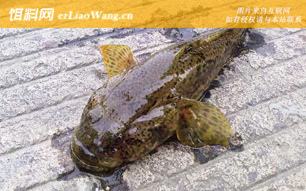 松江鲈鱼:分布范围