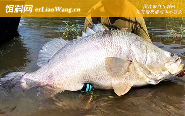 尼罗河鲈鱼:分布范围