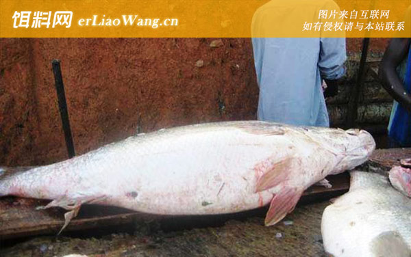 尼罗河鲈鱼:生活习性