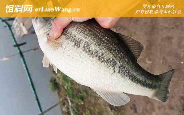 加州鲈鱼:生活习性