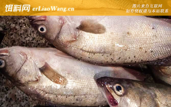 海鲈鱼:产地分布