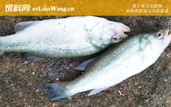 关于鲈鱼的资料有哪些-加州鲈鱼