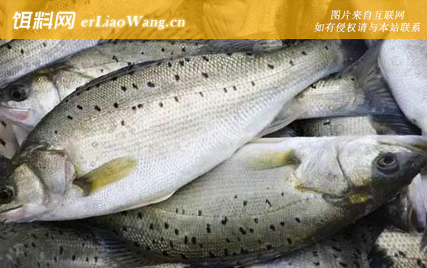 淡水鲈鱼养殖技术及病害防治-病害防治