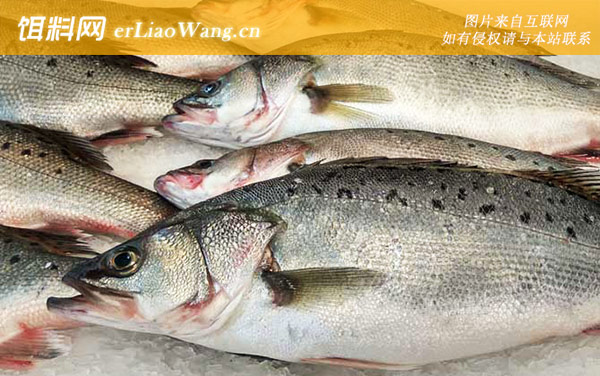 海鲈鱼:形态特征