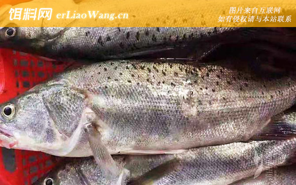 海鲈鱼:产地分布