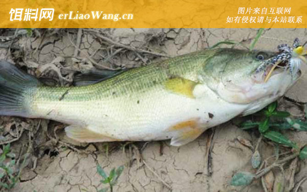 钓鲈鱼:饵料选用