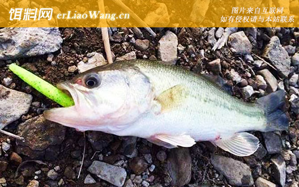 钓鲈鱼:常用钓法