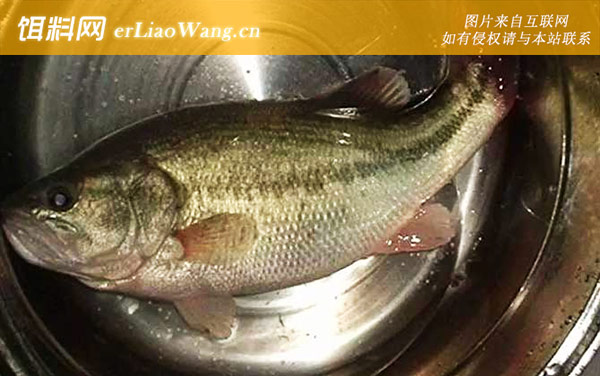 钓鲈鱼:常用钓法