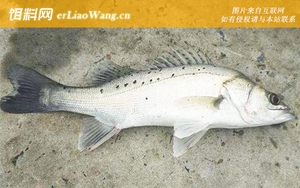 钓鲈鱼:钓点选择