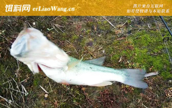 水库淡水鲈鱼怎么钓-抛竿钓法