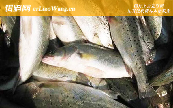 台钓鲈鱼:钓具搭配