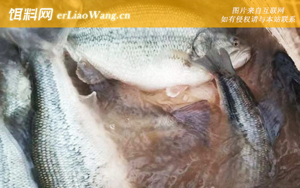 台钓鲈鱼:饵料选用