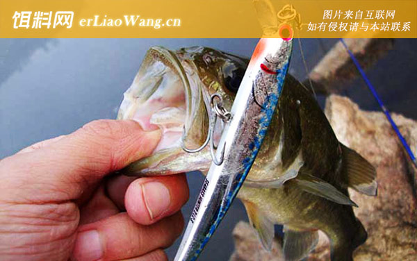 钓海鲈鱼的方法和技巧-手竿钓法