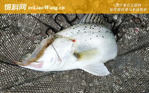 钓海鲈鱼:生活习性