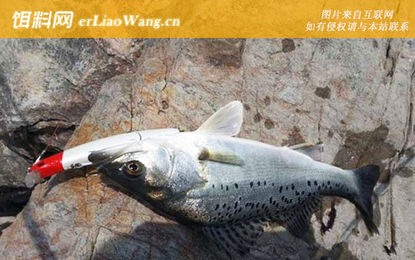 钓海鲈鱼:路亚钓法