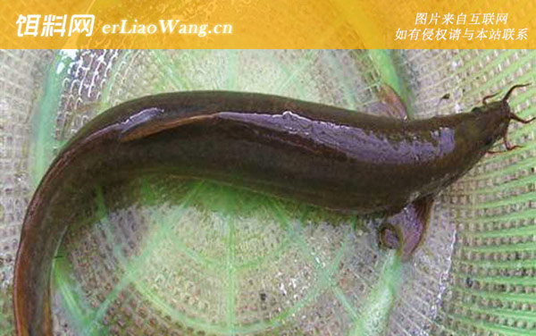 泥鳅:生活习性