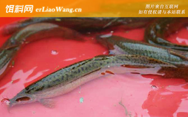 泥鳅养殖:注意事项