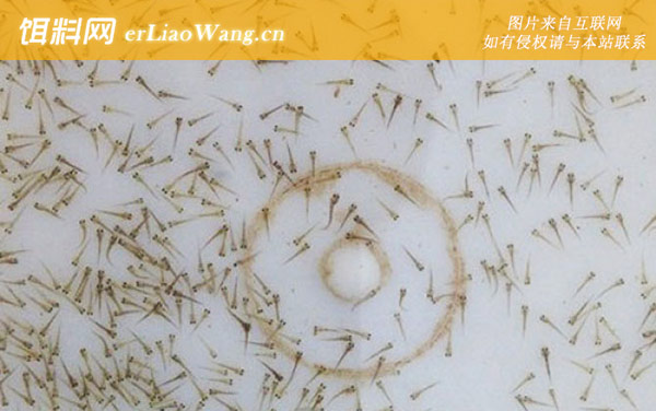 泥鳅苗:常见种类