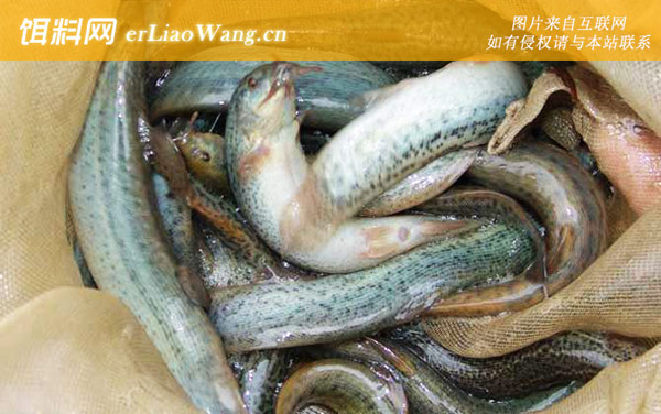 网箱泥鳅养殖技术-网箱设置