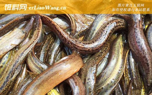 泥鳅养殖:鳅苗放养