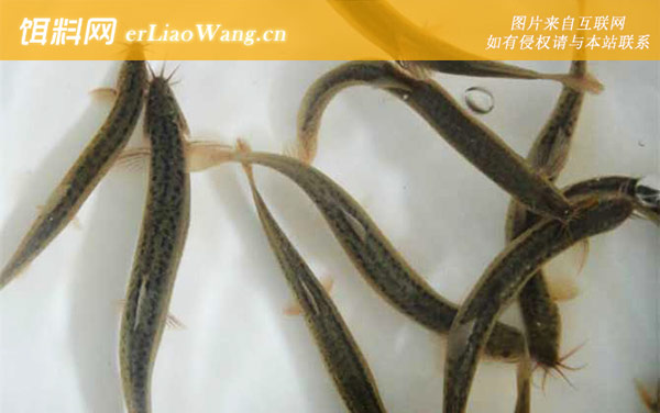 泥鳅养殖:饲料投喂