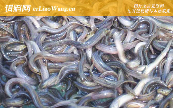 泥鳅养殖:日常管理