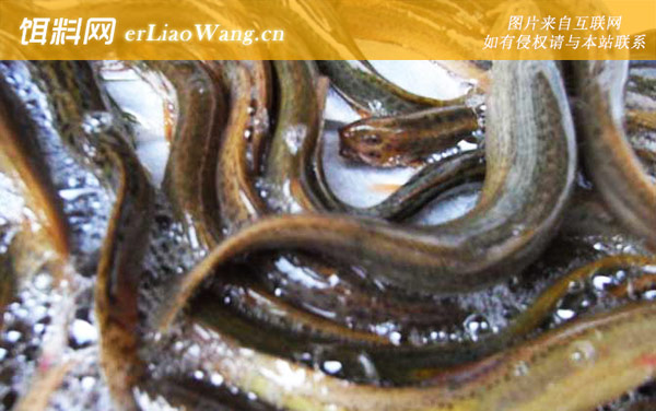 泥鳅养殖:鱼种投放